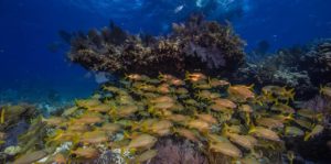 Coral reef at Biscayne National Park