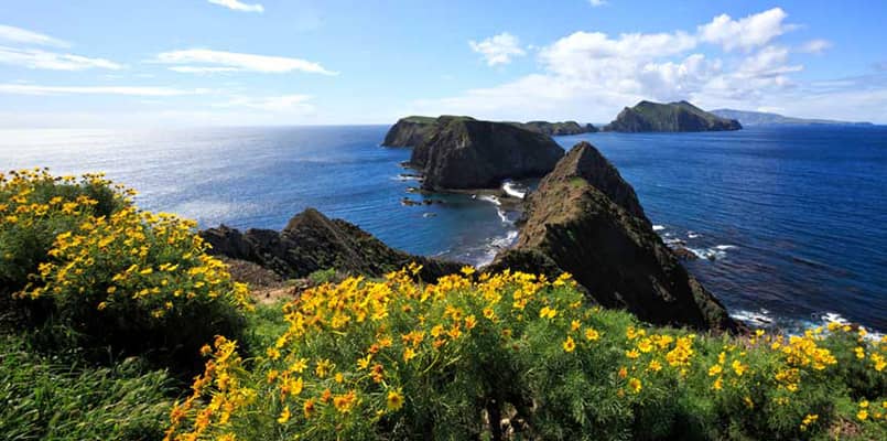 Yellow wildflowers on Anacapa Island at Channel Islands National Park