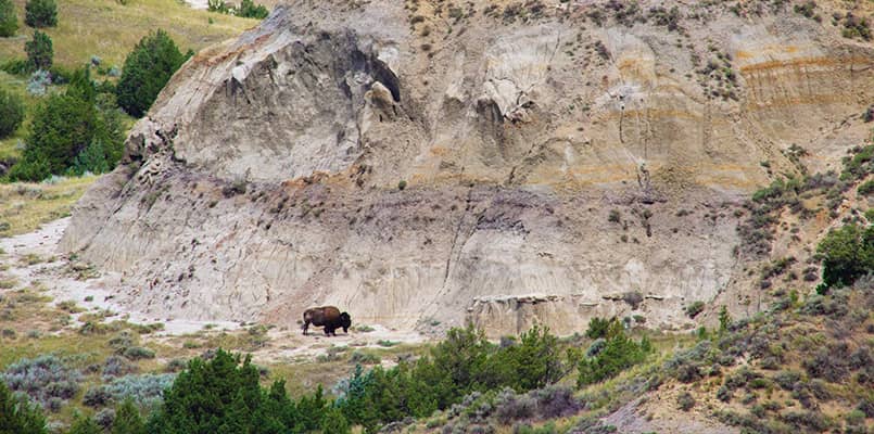 Buffalo grazing at Theodore Roosevelt National Park