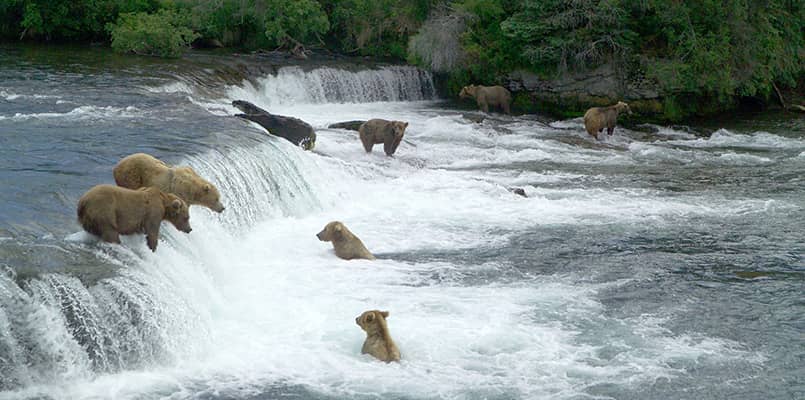Brown bears catching salmon in a waterfall at Katmai National Park and Preserve